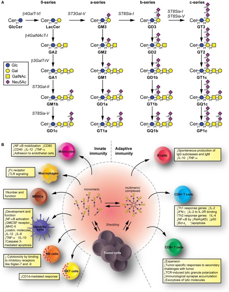 Fig.1 Ganglioside production pathways and their impact on immune modulation. (OA Literature)