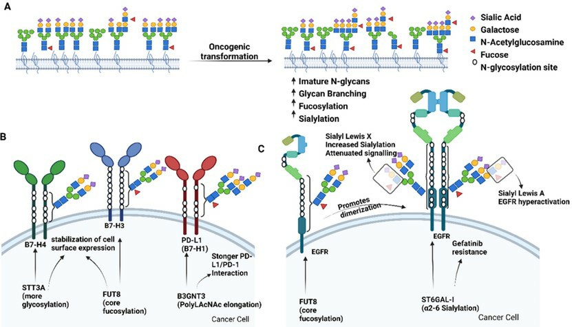 Fig.1 Aberrant glycosylation commonly seen in cancer.