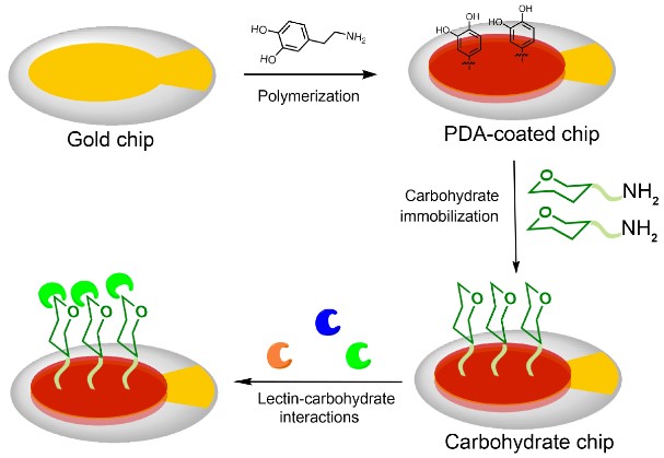 Fig.1 Determination of carbohydrate-lectin interactions by microarray. (Shang, et al., 2018)