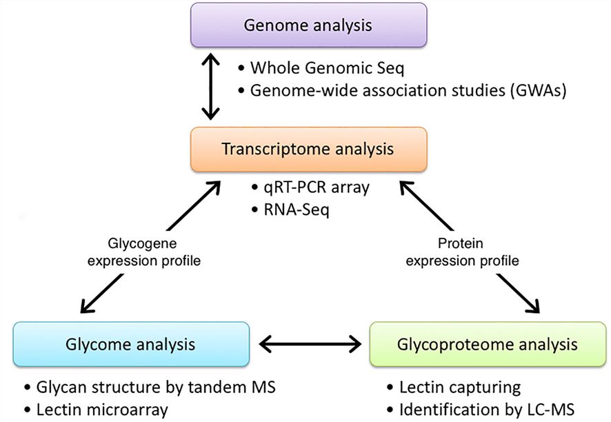 Schematic representation of glyco-biomarker identification using transcriptome analysis. 