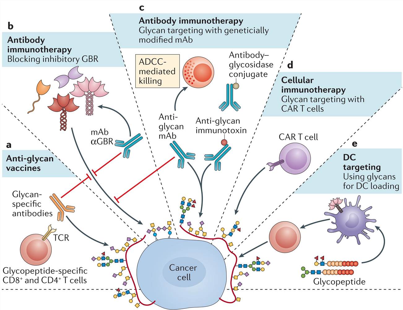 Therapeutic interventions that relate to the tumor glyco-code. 