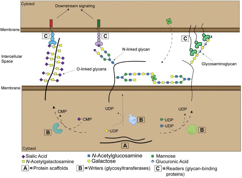 Fig.1 The cell surface glyco-code.