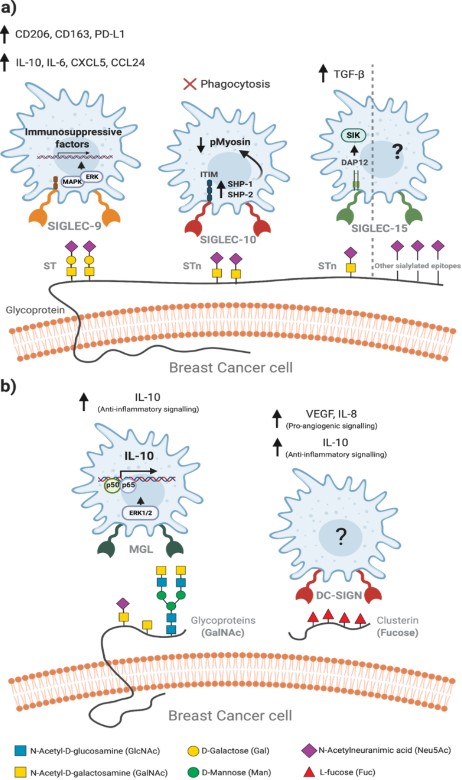 Fig.1 Glycan-lectin interactions in the breast cancer microenvironment. (Lopes, et al., 2021)