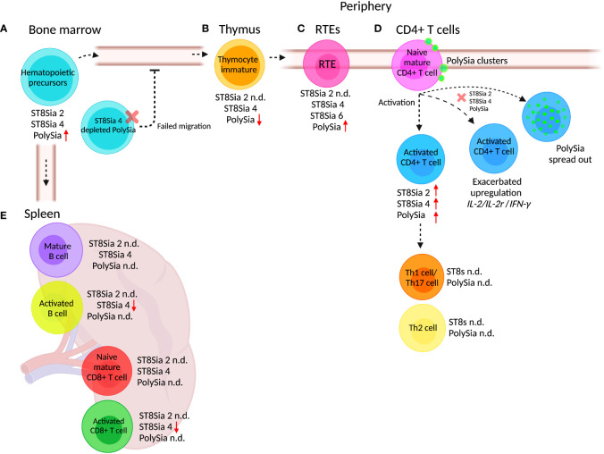 Fig.1 Adaptive immune cell expression of polysialic acid and its transferases. (OA Literature)
