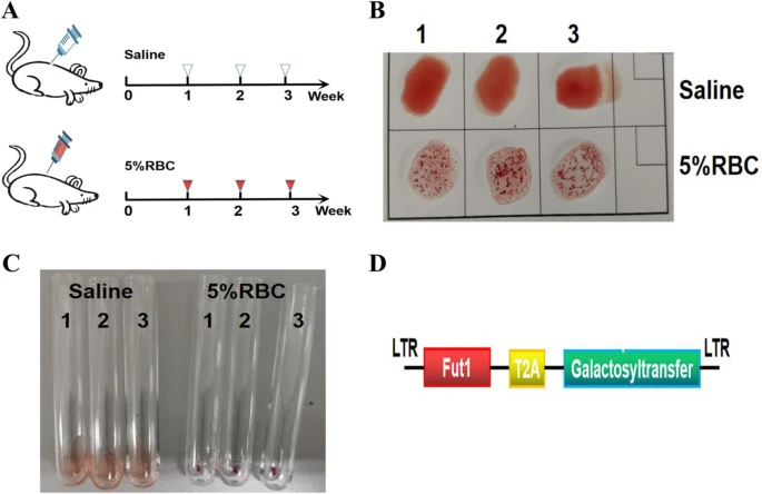 Fig.1 Developing and validating a mouse model for the production of antibodies targeting type A blood group antigens. (OA Literature)