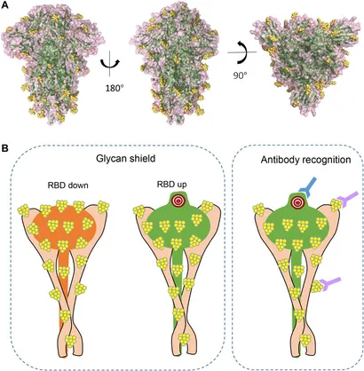 Fig.1 Glycosylation-mediated masking of epitopes on the spike protein trimer. (OA Literature)