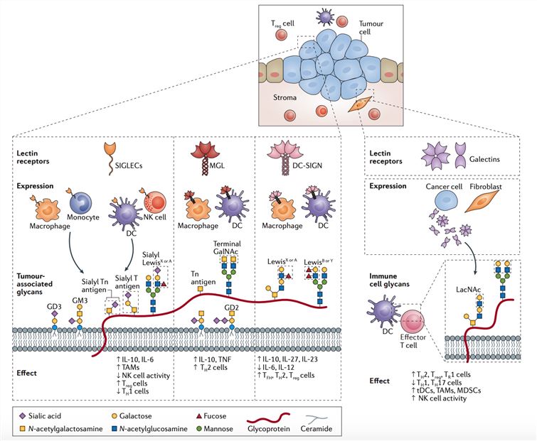 Glycosylation changes in cancer that connect to immune recognition.
