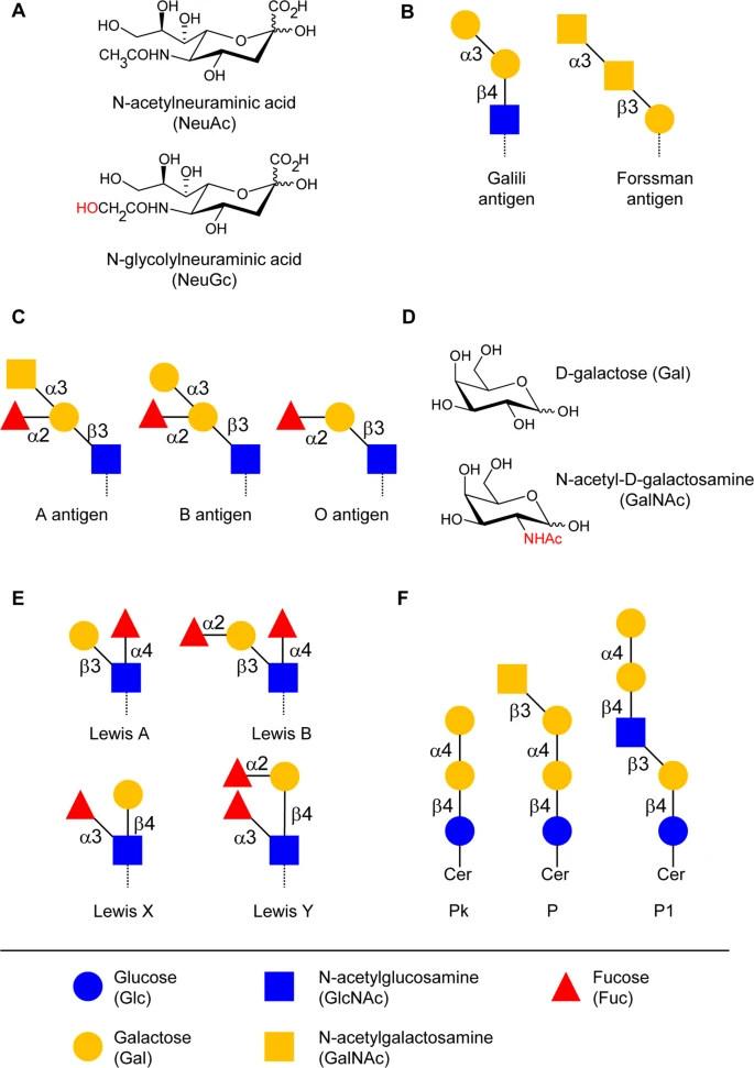 Fig.1 Frequently observed glycan structures bound by human antibodies. (OA Literature)