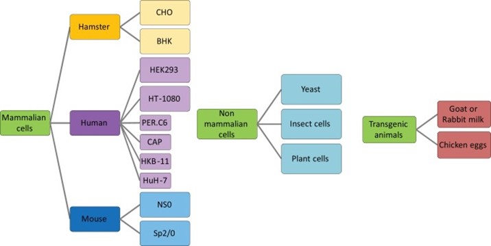 Expression systems used for glycoprotein production by biopharmaceutical industries