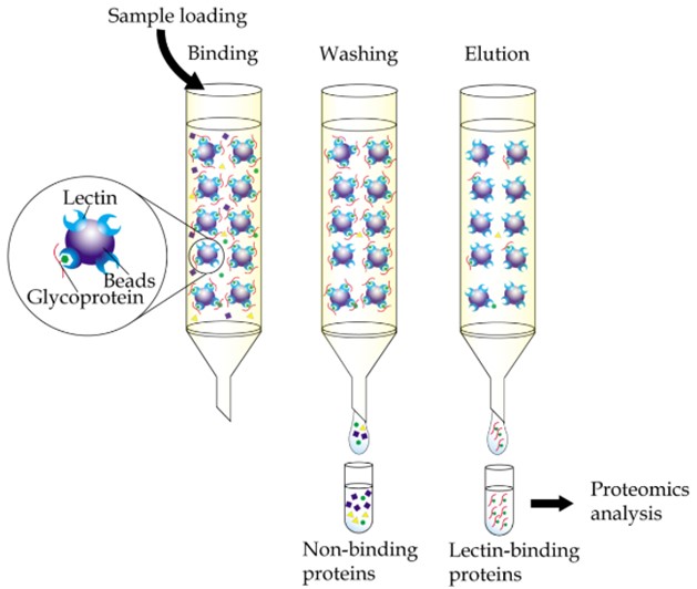 Fig.2 Process of lectin affinity chromatography. (Hashim, et al., 2017)