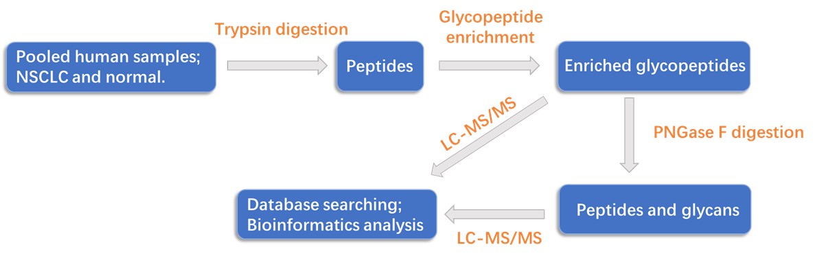 LDT development for N-glycosylation profiling in NSCLC samples.