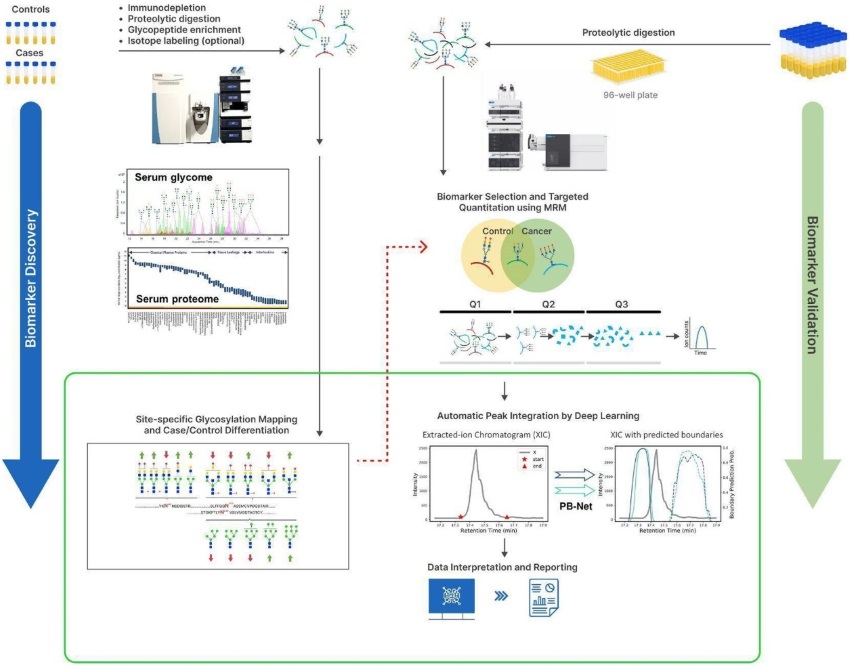 Fig.4 Glycoproteomics analysis process for different diseases.