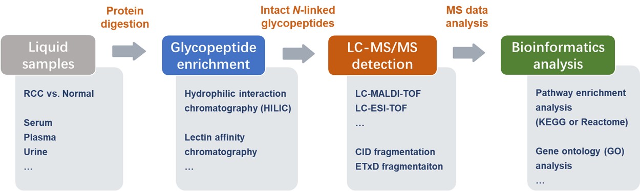 Glycoproteomics-based LDT for intact N-linked glycopeptides analysis.