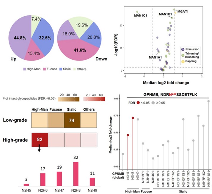 Fig.2 Glycosylation changes in ccRCC. (Lih, et al., 2023)