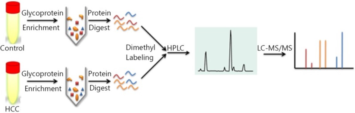 Fig.2 Schematic diagram of quantitative analysis of serum glycoproteins.