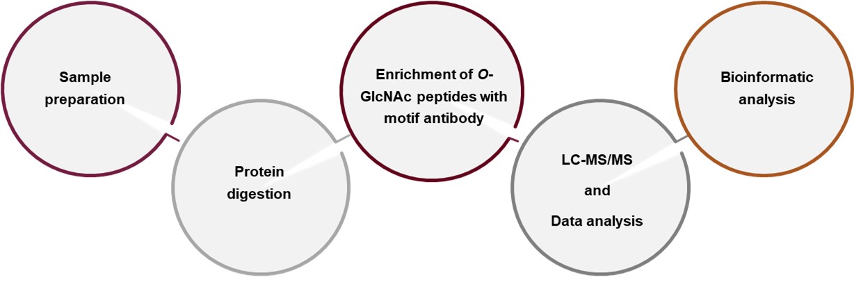 LDT development for O-GlcNAc glycoproteomics.