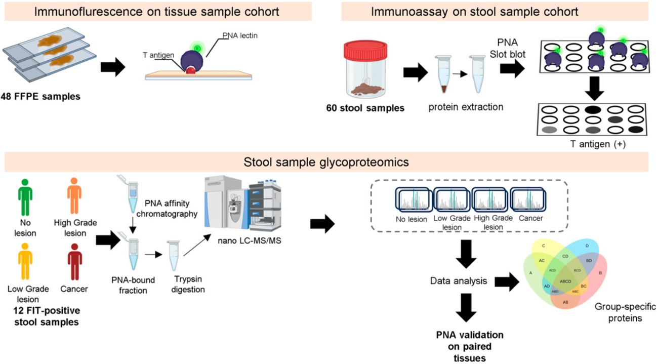Fig.3 The workflow of glycoproteomics.