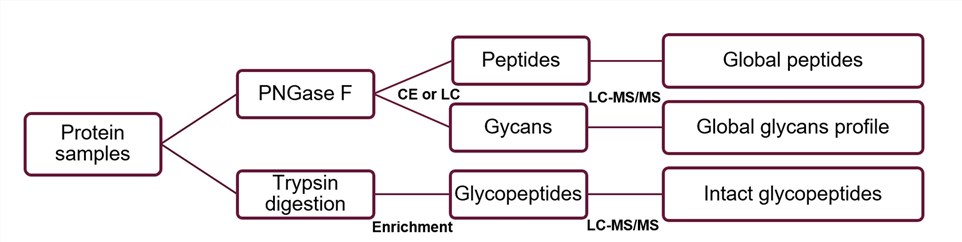 Workflow of global glycoproteins analysis.