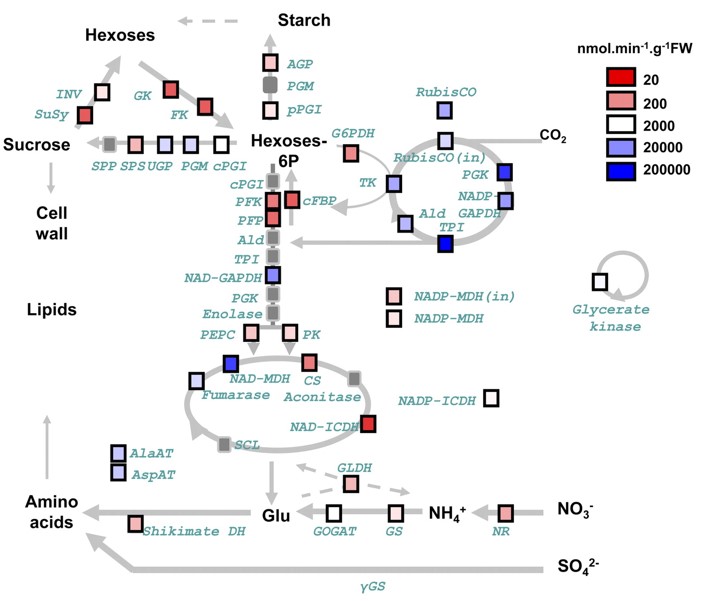 Fig.2 Schematic diagram of enzyme activity and pathways involved. (Sulpice, et al., 2010)