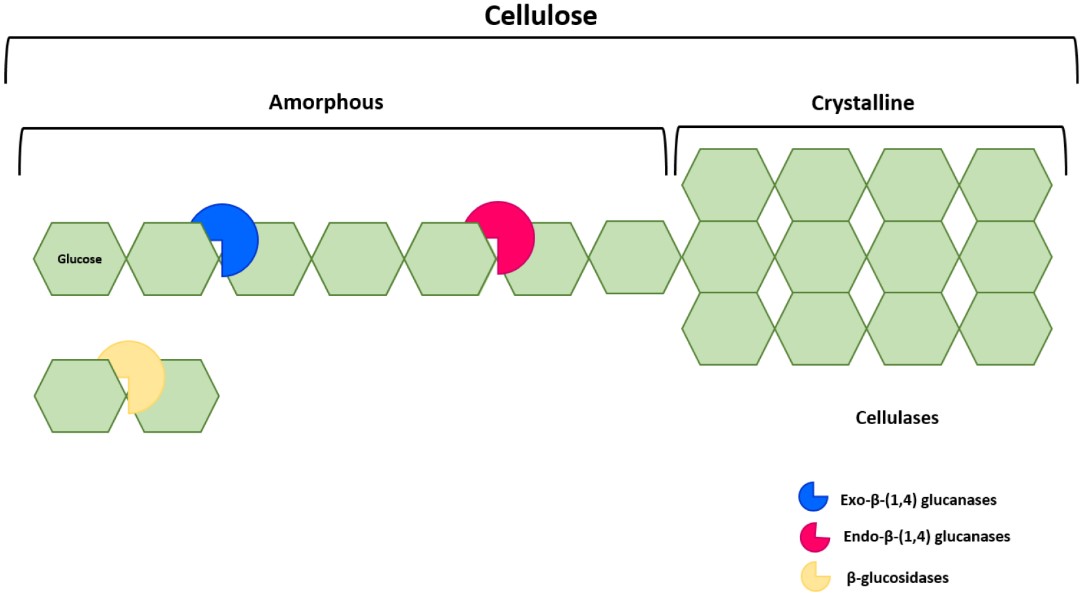 Fig.2 Hydrolytic enzymes-based mechanism of cellulose degradation.
