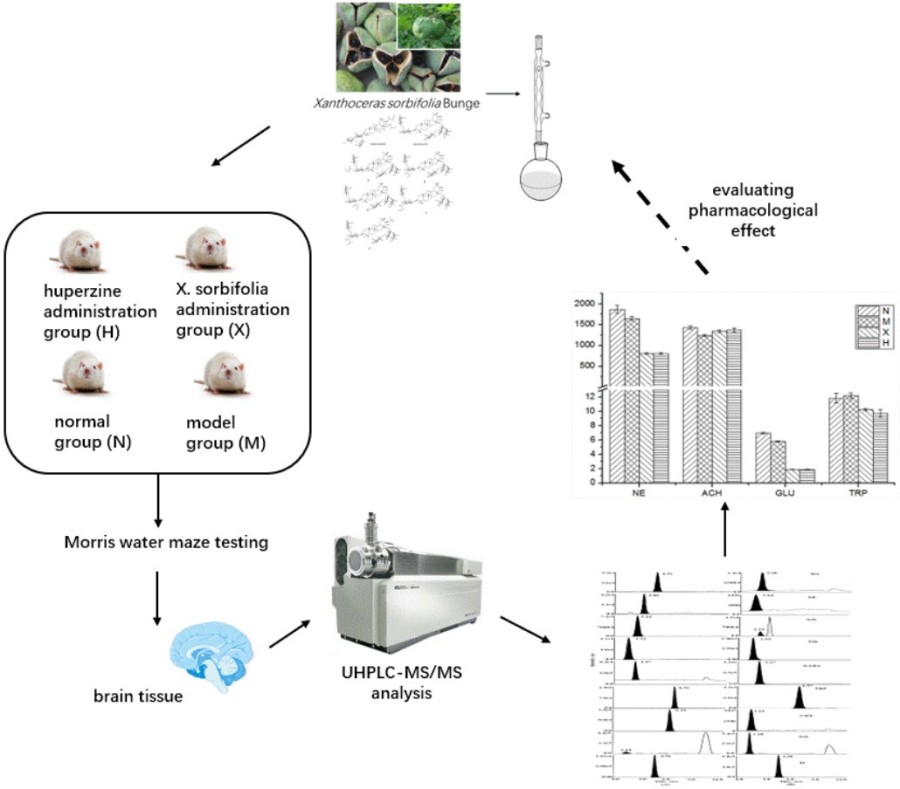 Fig. 1 HPLC-MS/MS analysis scheme for different neurotransmitters. (Sun, et al., 2018)