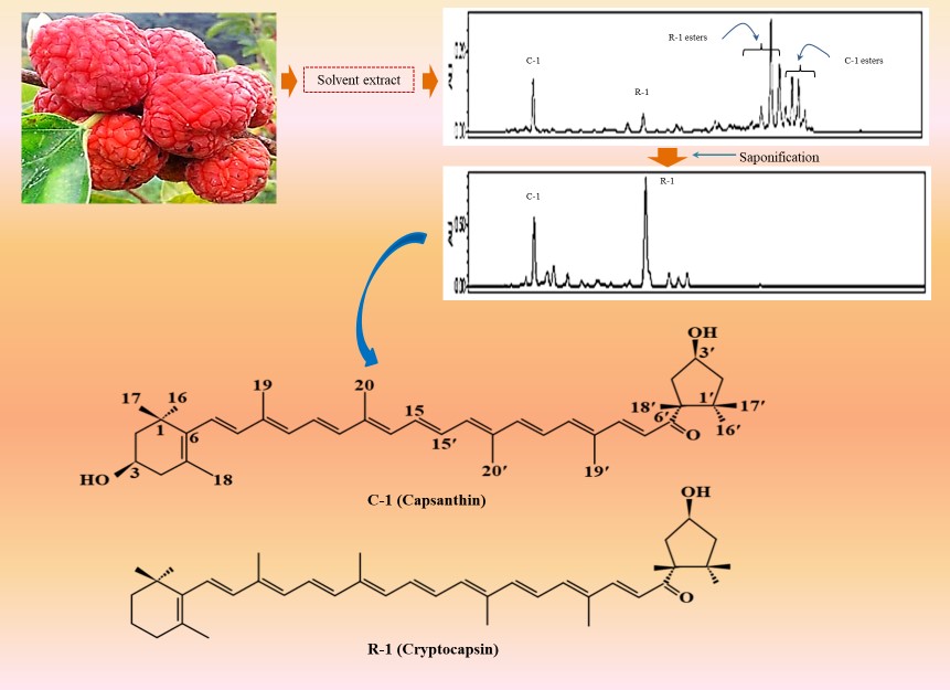 Fig. 1 Determination of carotenoids in Maclura tricuspidata by HPLC. (Kim, et al., 2022)