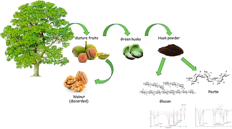 Fig.2 Analysis of glucans and pectins from walnut green shells.