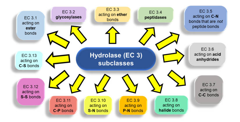 Fig. 1. Hydrolases are classified into 13 subclasses based on the type of chemical bond they hydrolyze. (OA Literature)