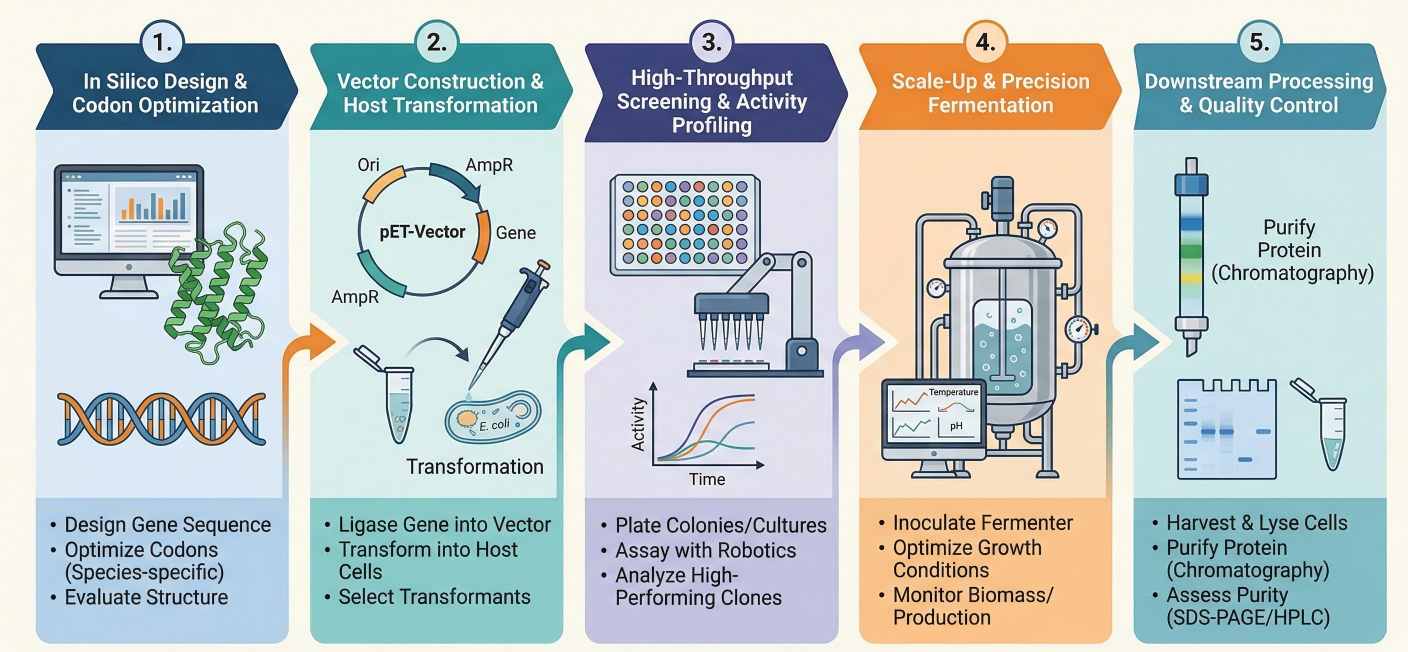 Fig. 2. Developing carbohydrate hydrolases: a step-by-step workflow. (Creative Biolabs AI)