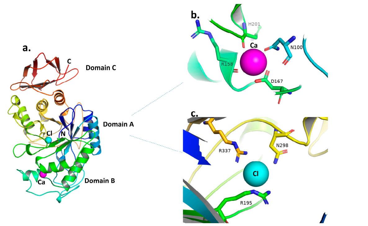 Fig. 1. Structure and action mechanism of alpha-amylase. (OA Literature)