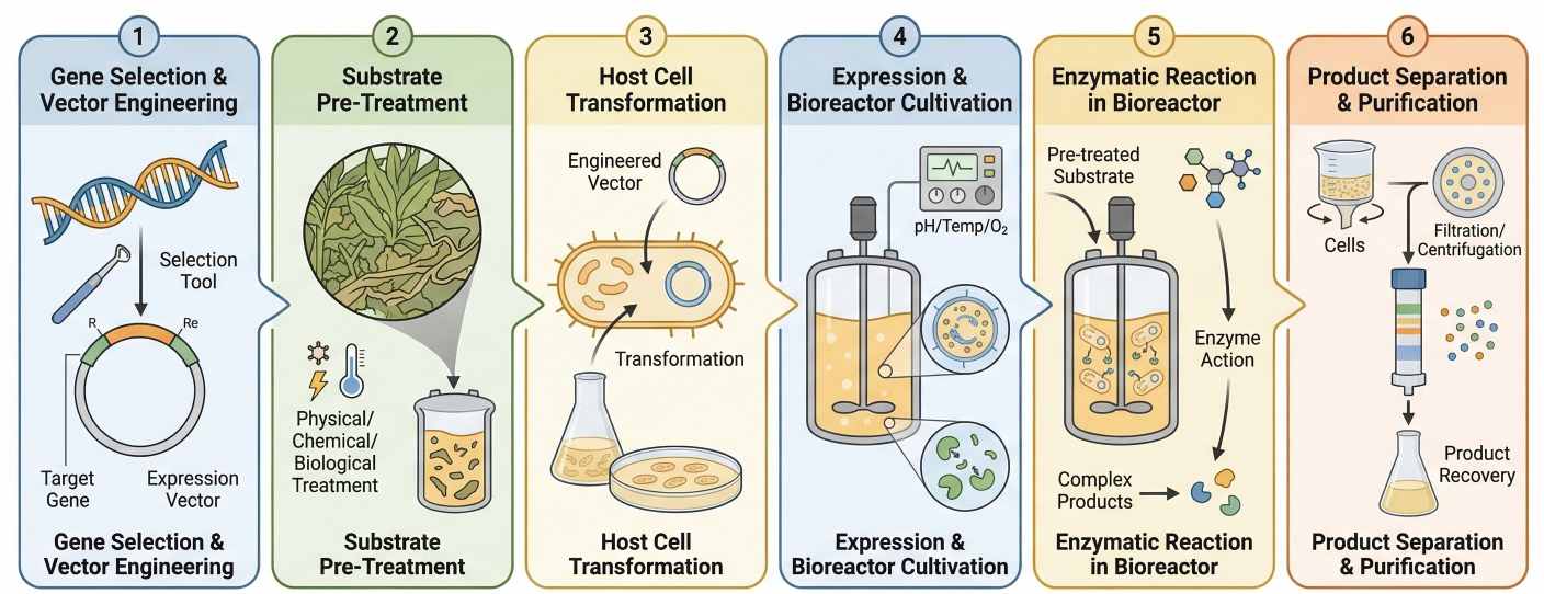 Fig. 2. New amylase production process. (Creative Biolabs AI)