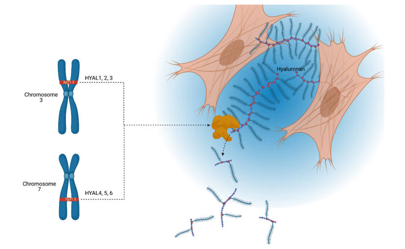 Fig. 1. Localization of HYAL1-6 genes and secreted HYAL-mediated HA cleavage. (OA Literature)