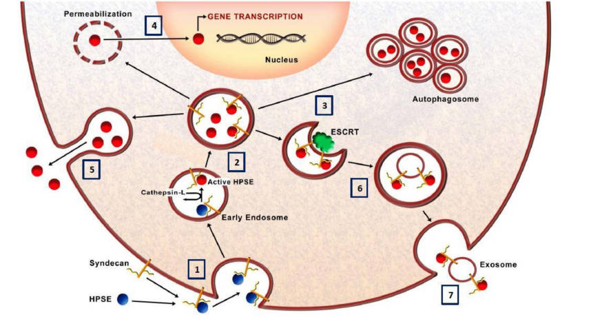 Fig.1. Heparanase trafficking pathway. (OA Literature)
