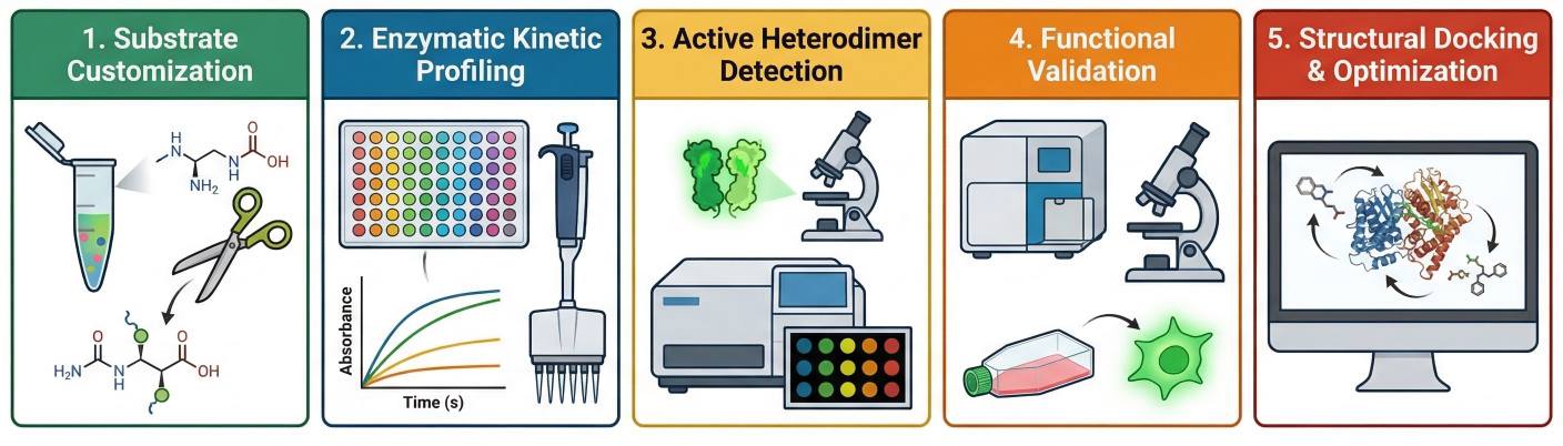 Fig. 2. Heparanase development workflow. (Creative Biolabs AI)