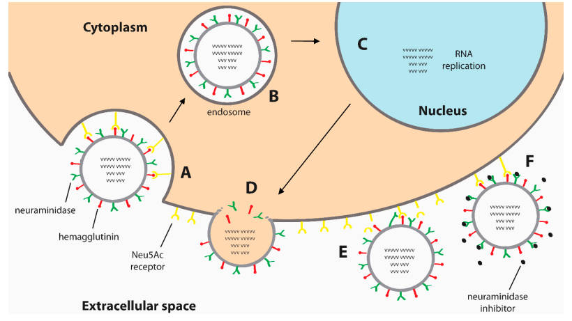 Fig. 1. Influenza replication cycle & neuraminidase inhibitor action. (OA Literature)