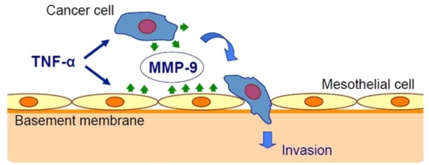 Fig. 1. TNF-α induces MMP-9 secretion in gastric carcinoma & peritoneal mesothelial cells. (OA Literature)
