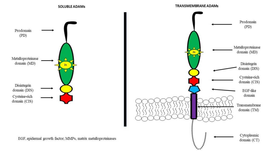 Fig. 1. Transmembrane vs. soluble ADAMs: domain architecture comparison. (OA Literature)