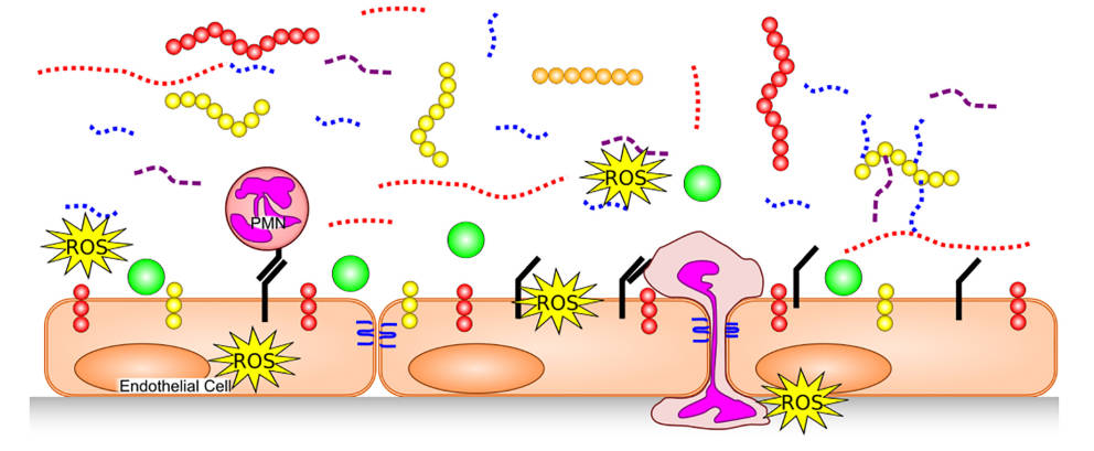 Fig. 1. Glycocalyx degradation process. (OA Literature)