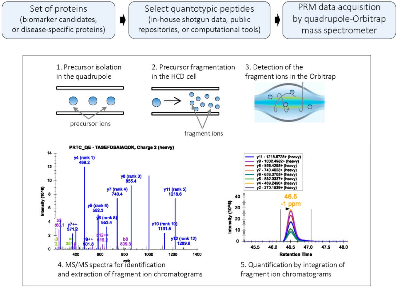 Fig. 1. Analytical workflow for parallel reaction monitoring. (OA Literature)