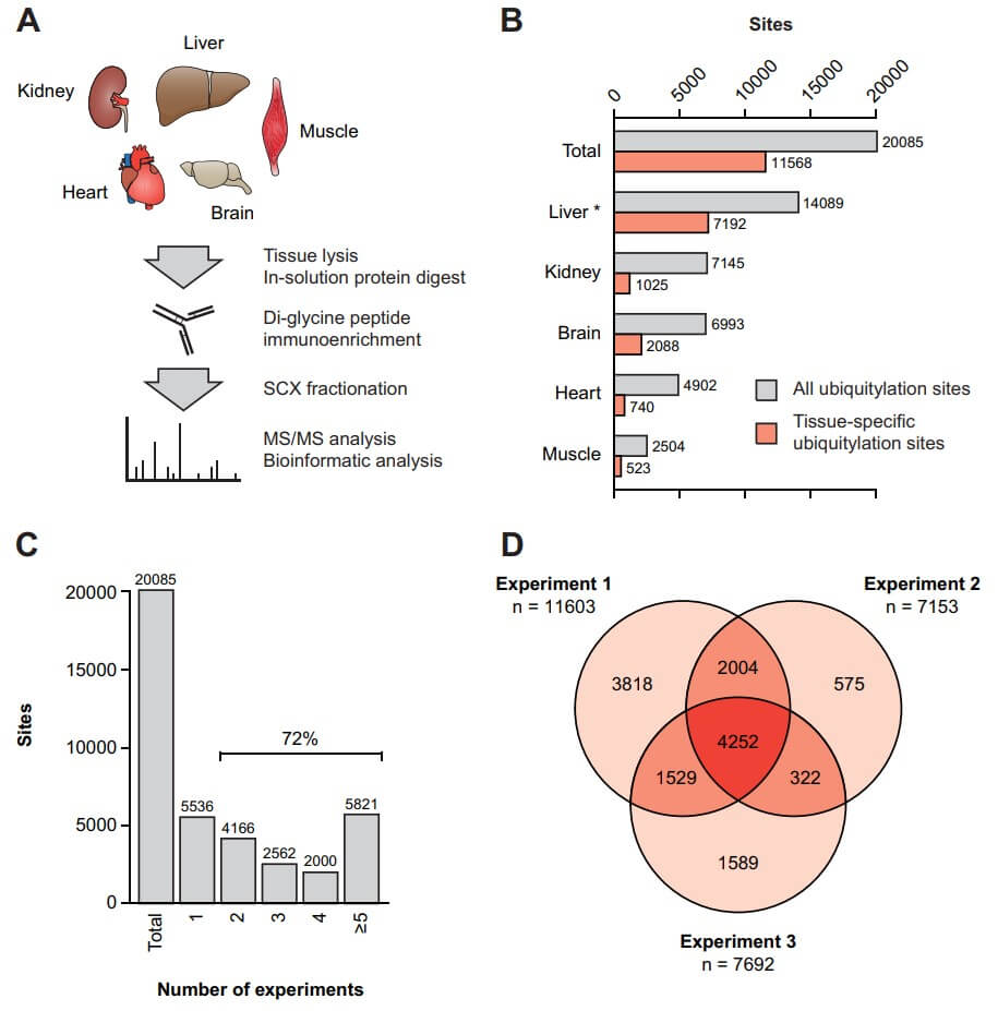 Fig. 2. MS-based protocol for the identification of endogenous ubiquitination sites in mouse tissues. (OA Literature)