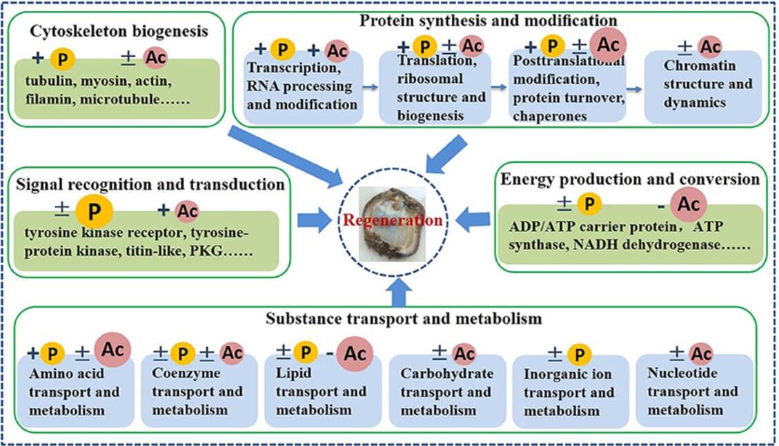 Fig. 1. Differentially phosphorylated and acetylated proteins in the sea cucumber gut. (OA Literature)