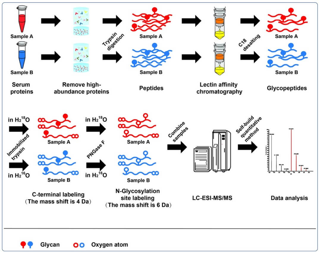 Fig. 1. Comprehensive analysis strategies for glycoproteomics. (OA Literature)