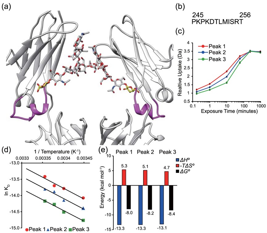 Kinetic and thermodynamic analysis of antibodies with different glycosylation forms. (OA Literature)