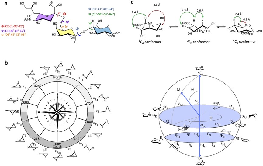 Conformational variability of carbohydrates. (OA Literature)