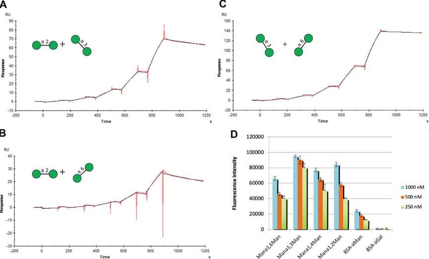 Molecular mechanism of FimH binding to multivalent ligands. (OA Literature)