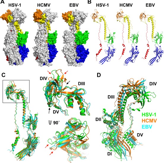 Visualizing the unique domain architectures of gB across HCMV, HSV-1, and EBV. (OA Literature)