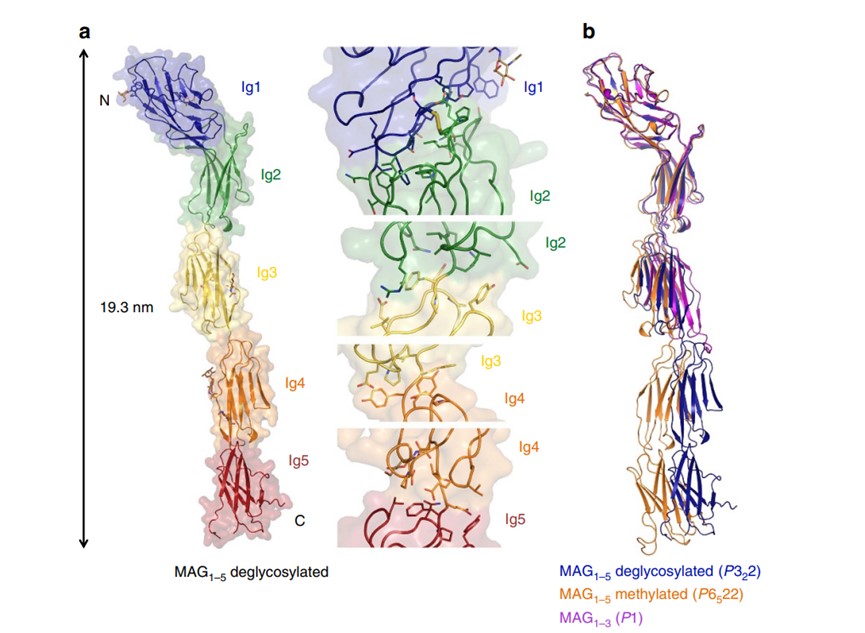 Crystal structure of MAG protein. (OA Literature)