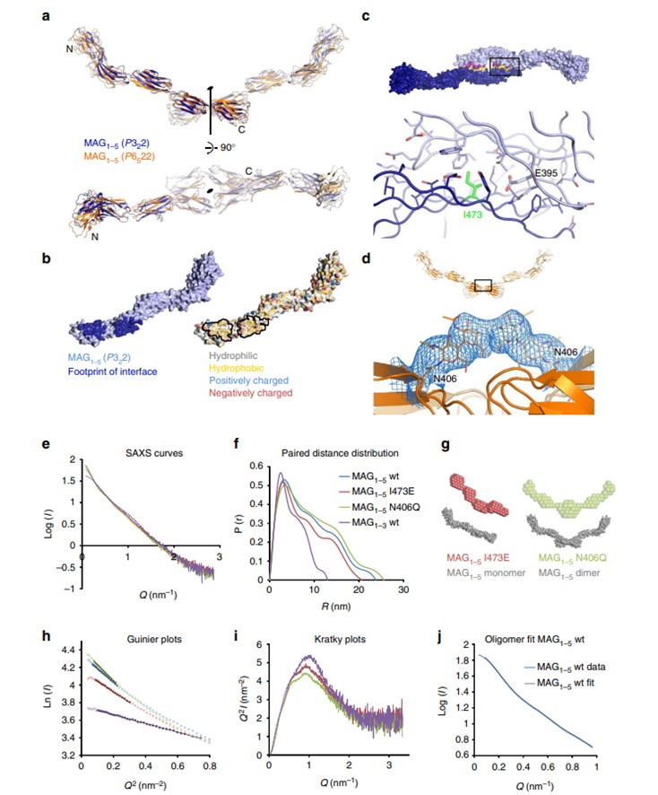 Dimerization and verification results of MAG crystals. (OA Literature)