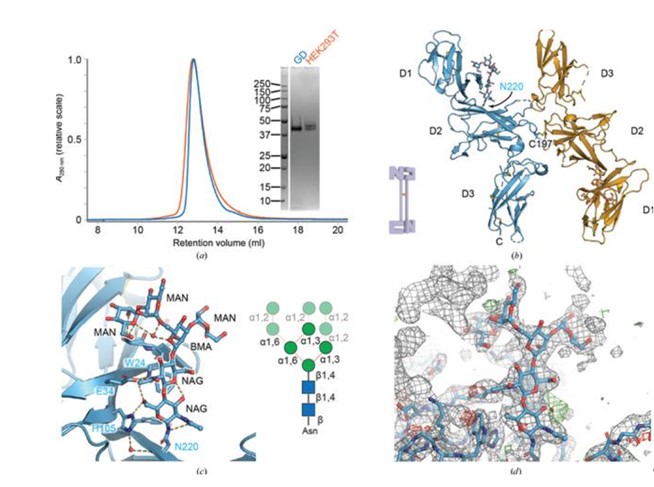 Structure of murine IL-12B expressed in HEK293 GD cells. (OA Literature)