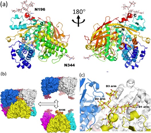 Monoglucosylated N-glycan on Antheraea pernyi arylphorin. (OA Literature)
